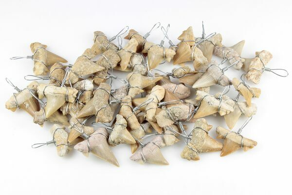 ☆BTS着用☆【PORTRAIT REPORT】☆“Shark Tooth” Necklac.e☆ 75
